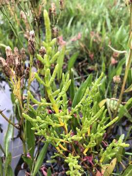 Image of glasswort