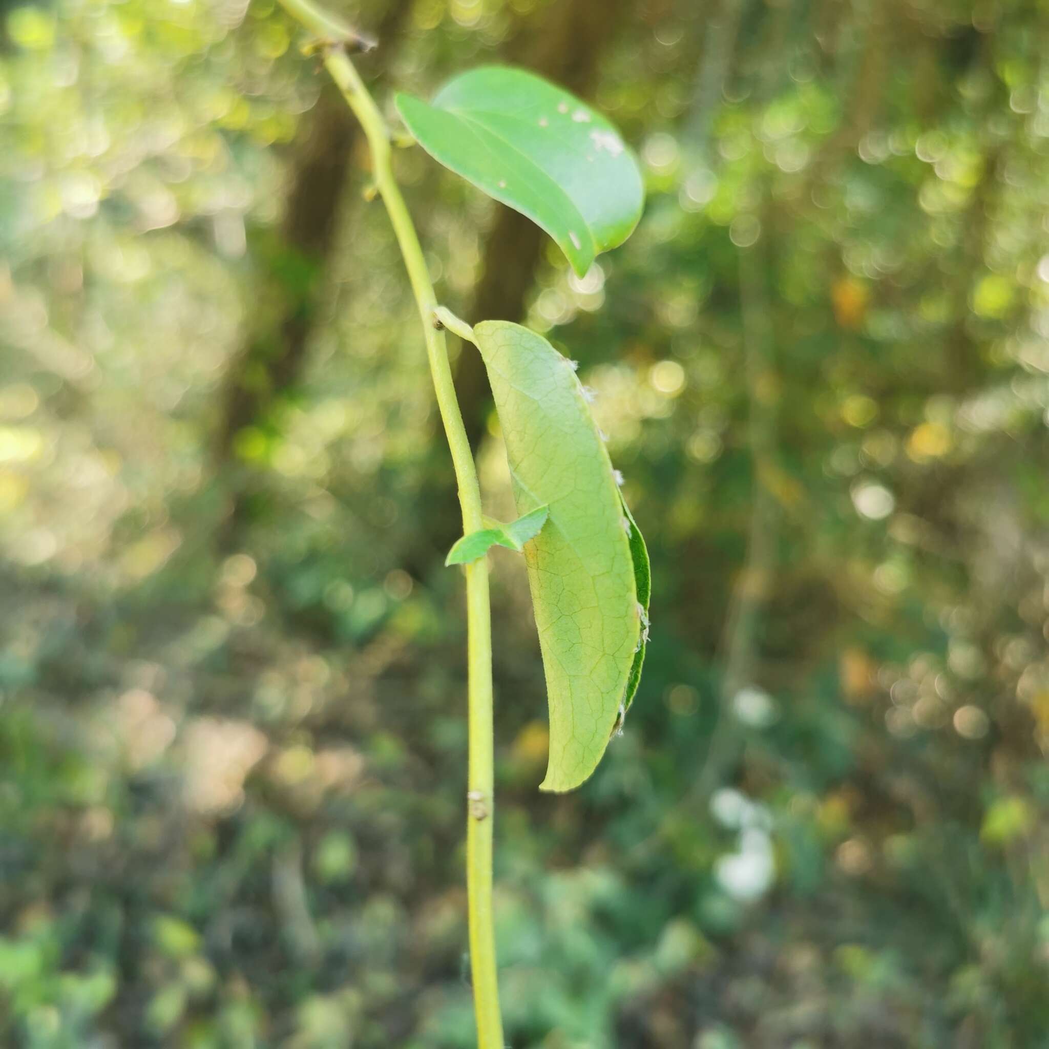 Image of Sabia japonica Maxim.