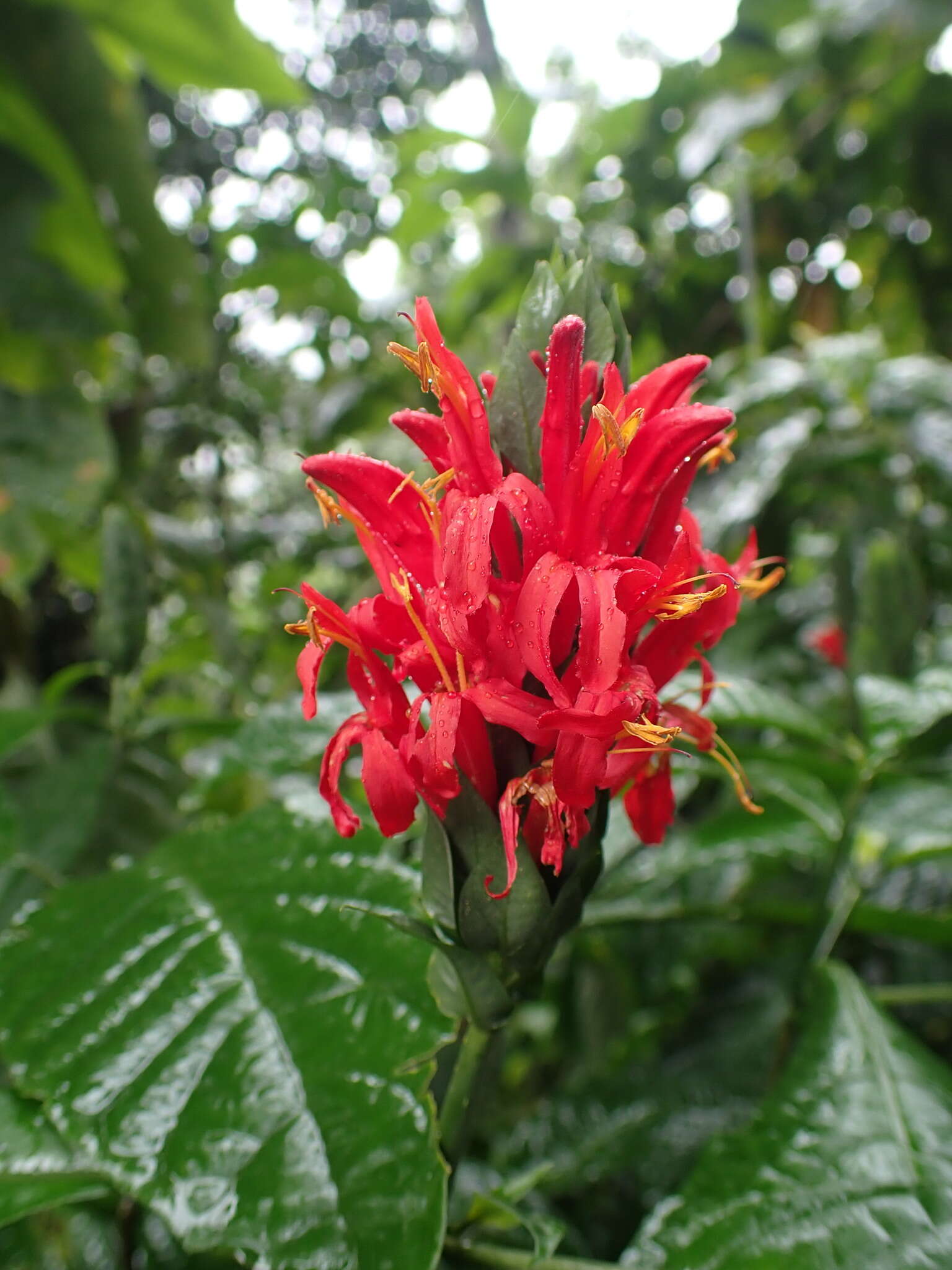 Pachystachys coccinea (Aubl.) Nees resmi