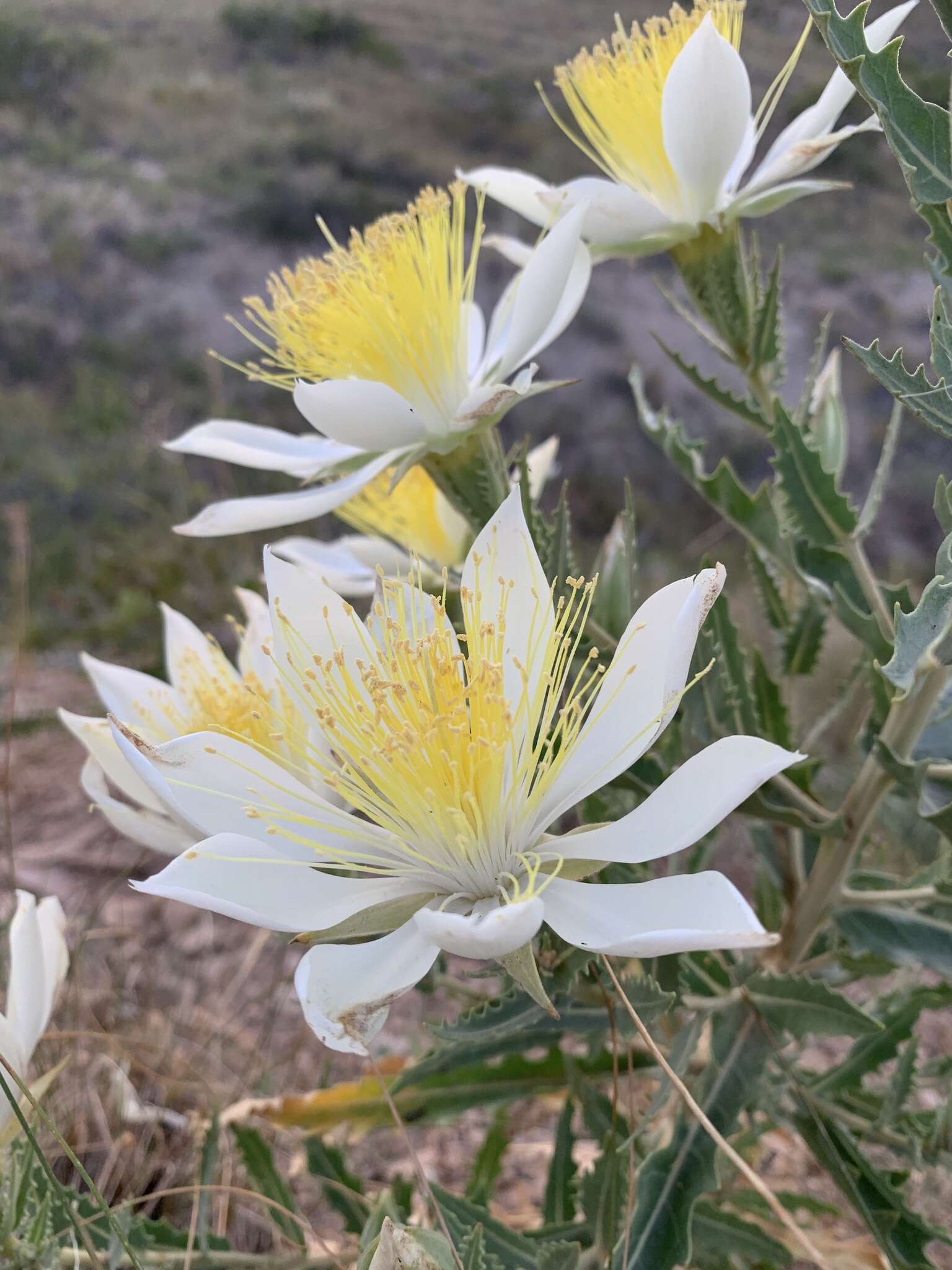 Image of tenpetal blazingstar