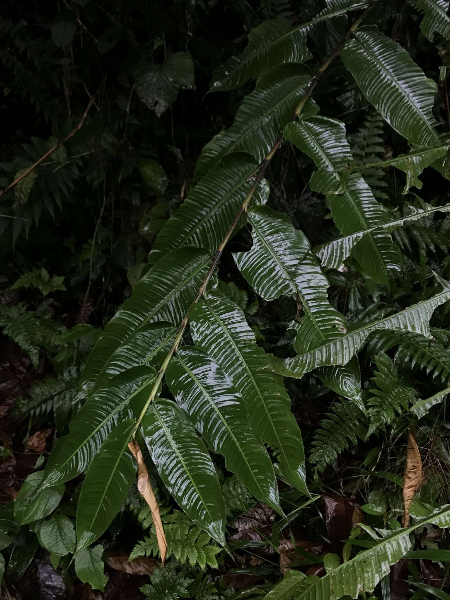 Image of Heliconia hirsuta L. fil.