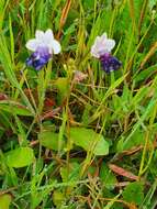 صورة Nemesia barbata (Thunb.) Benth.