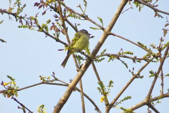 Image of Sooty-headed Tyrannulet