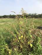 Imagem de Amaranthus viridis L.