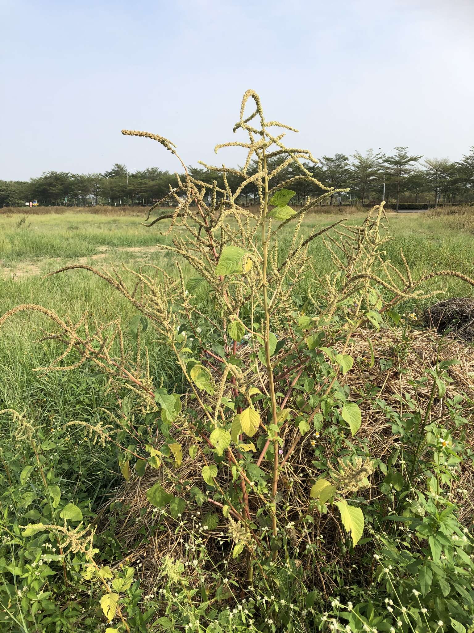 Imagem de Amaranthus viridis L.