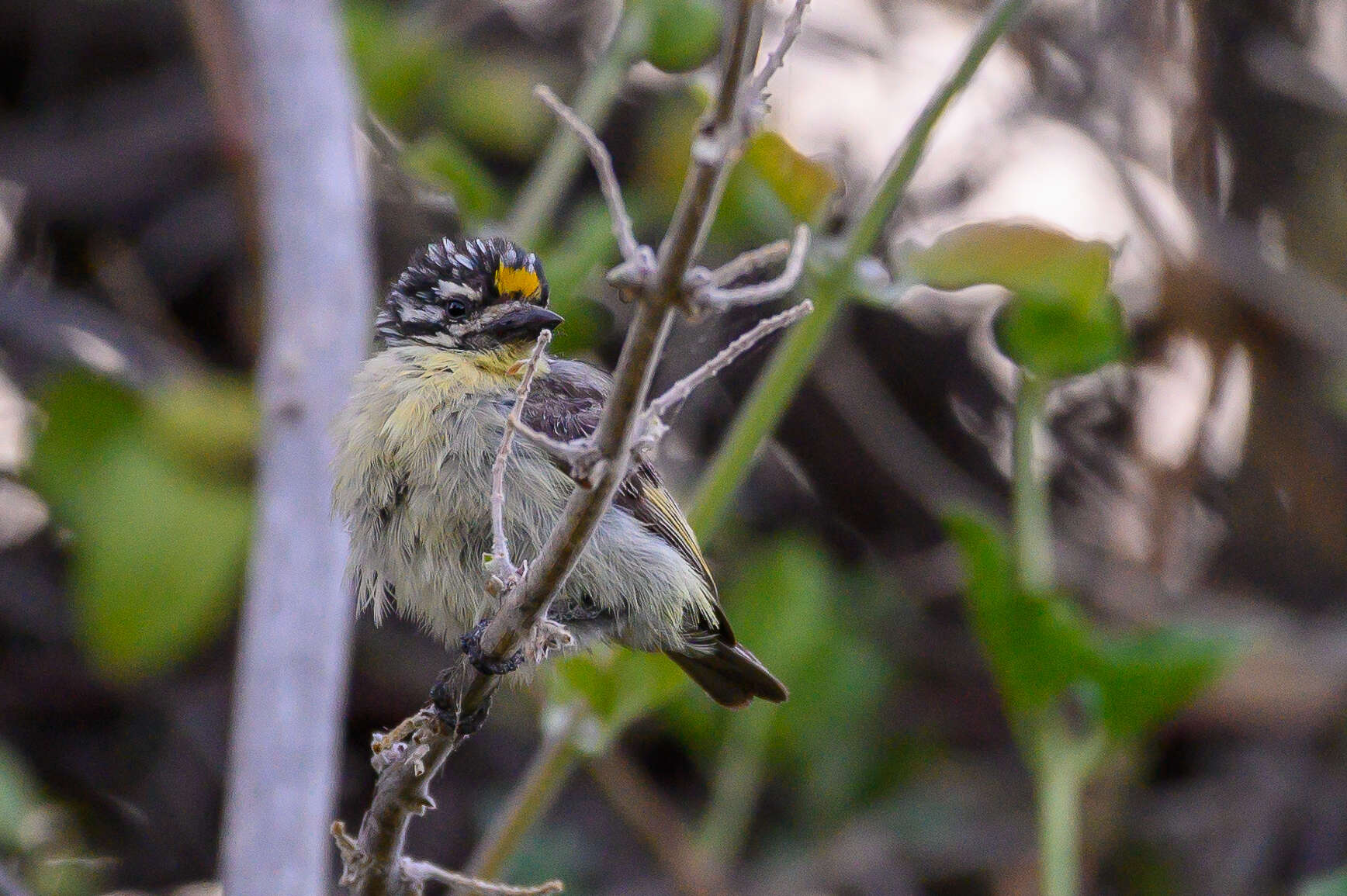 Image of Yellow-fronted Tinkerbird