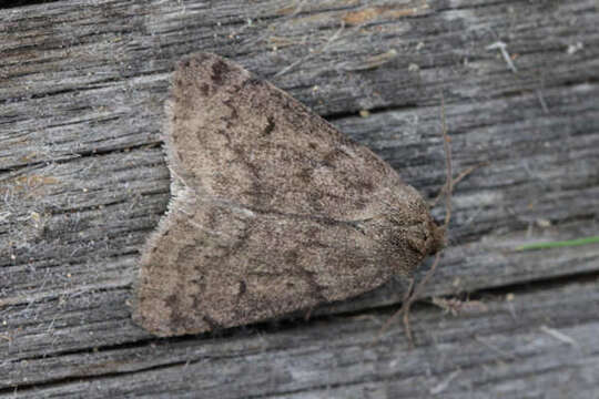 Image of Marsh moth