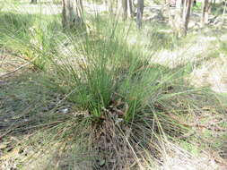 Image of Xanthorrhoea minor R. Br.