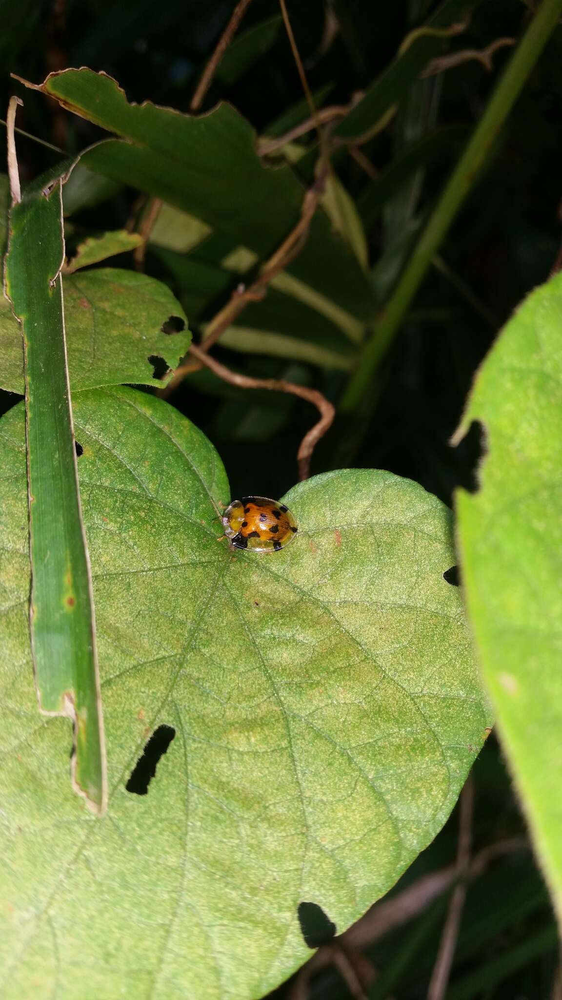 Image of Aspidimorpha (Aspidimorpha) punctum (Fabricius 1801)