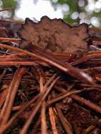 Image de Polyporus nigrocristatus E. Horak & Ryvarden 1984