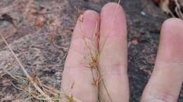 Image of Cyperus leptocladus Kunth