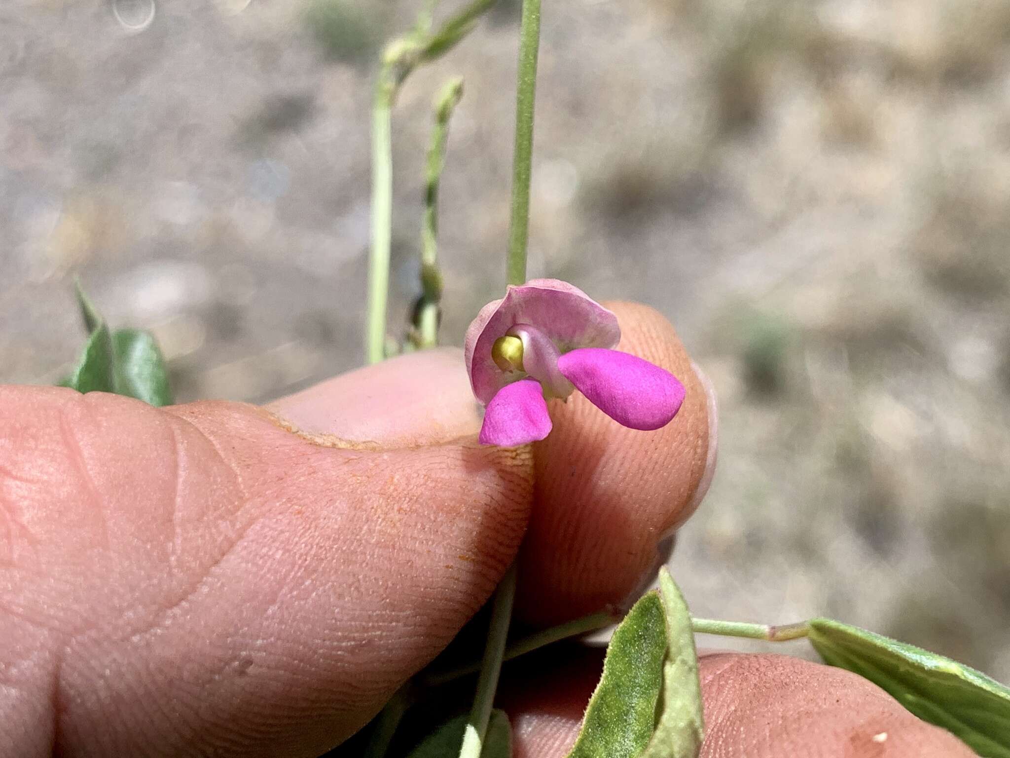 Image of slimleaf bean