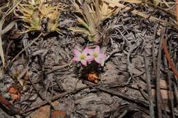 Image of Zeltnera pusilla (Eastw.) G. Mansion