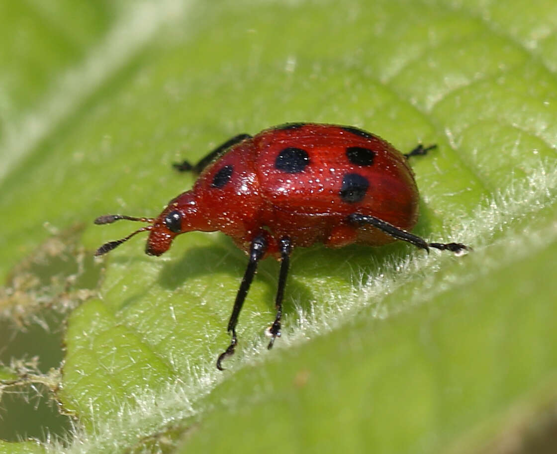 Слика од Henicolabus octomaculatus Voss 1925