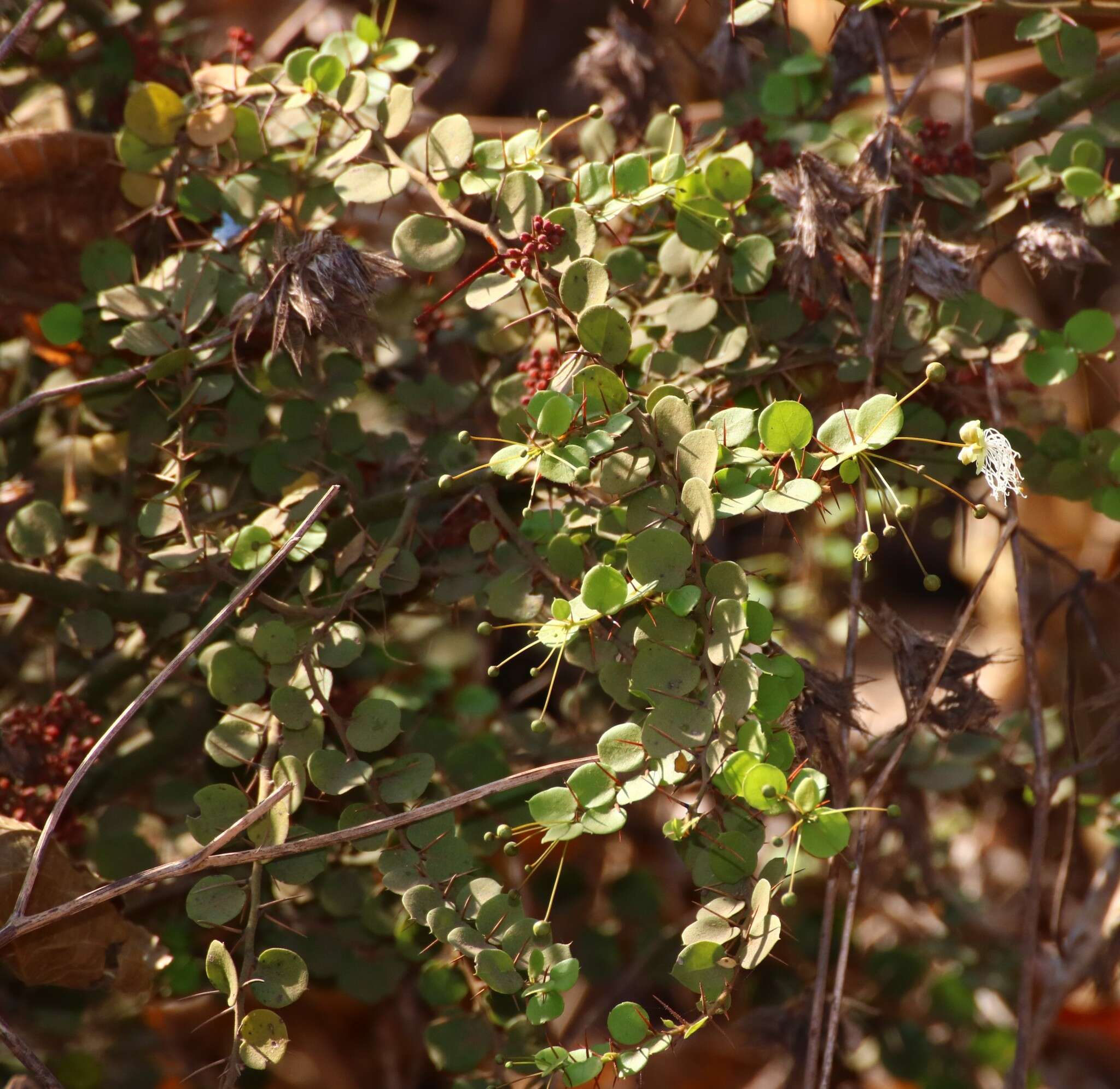 Image of Capparis rotundifolia Rottl.