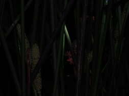 Image of Bicolored Arboreal Rice Rat