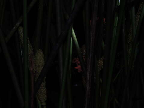 Image of Bicolored Arboreal Rice Rat
