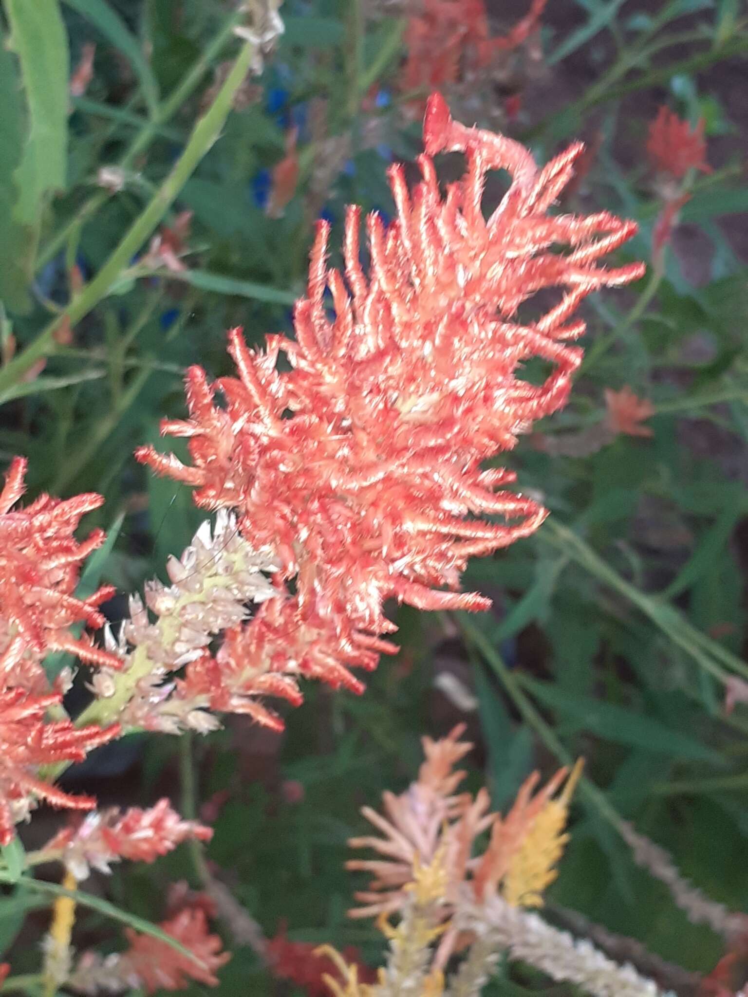 Imagem de <i>Celosia argentea</i> var. <i>plumosa</i>