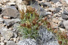 Image of desertgrass