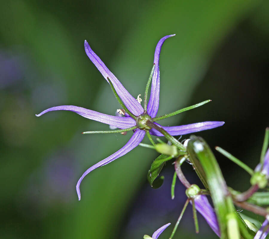 Image of Asyneuma japonicum (Miq.) Briq.