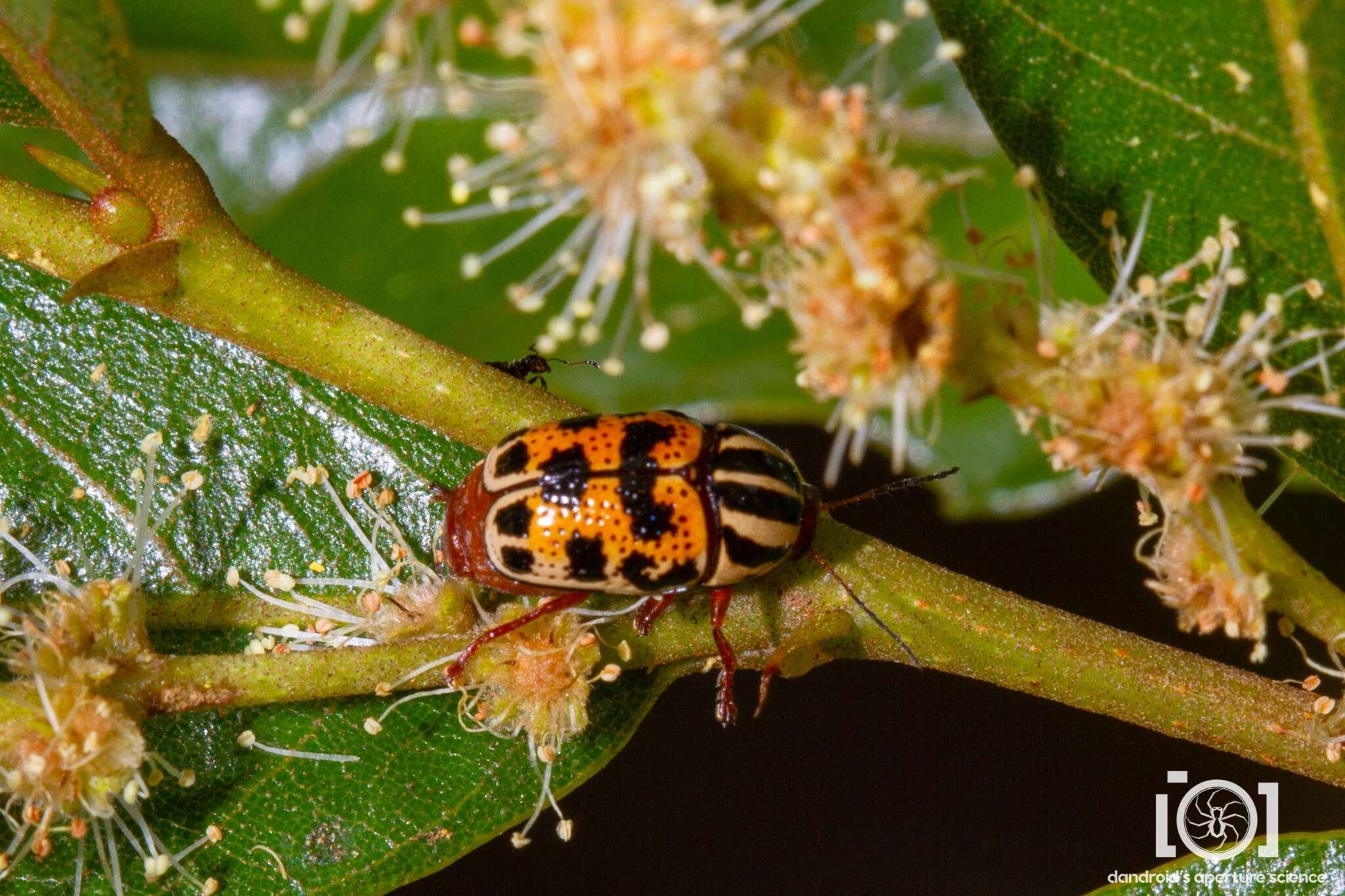 Cryptocephalus bivius Newman 1840 resmi