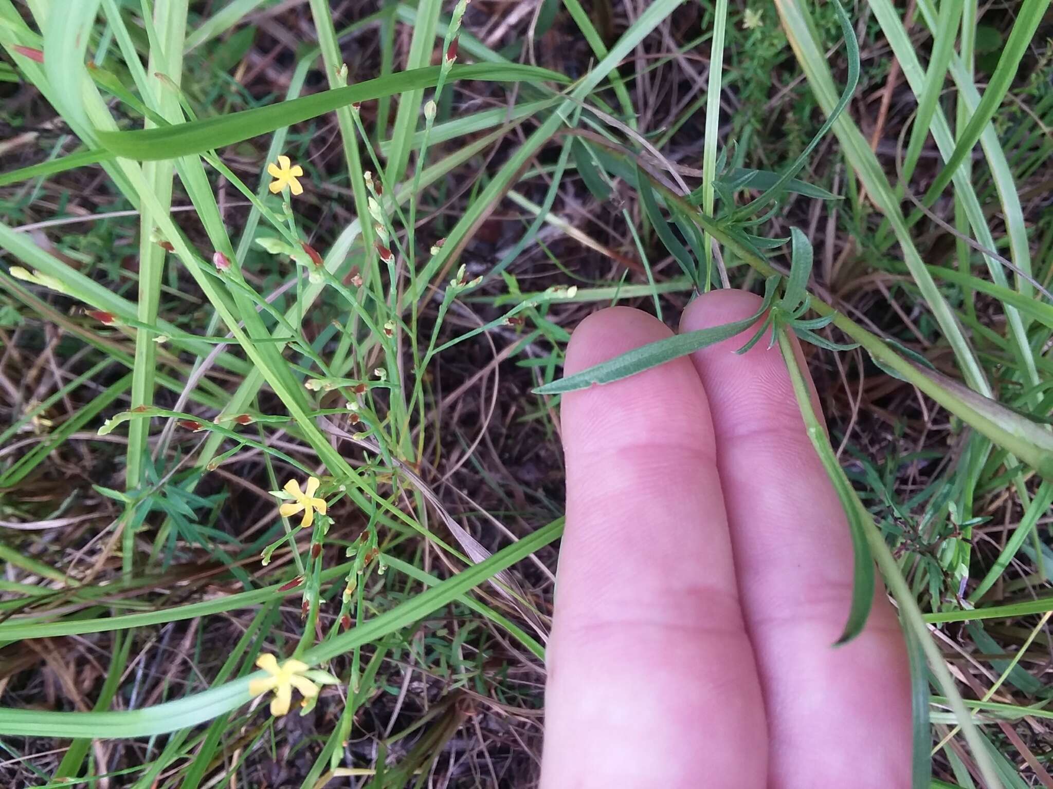 Image of southern prairie aster