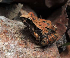 Image de Craugastor occidentalis (Taylor 1941)