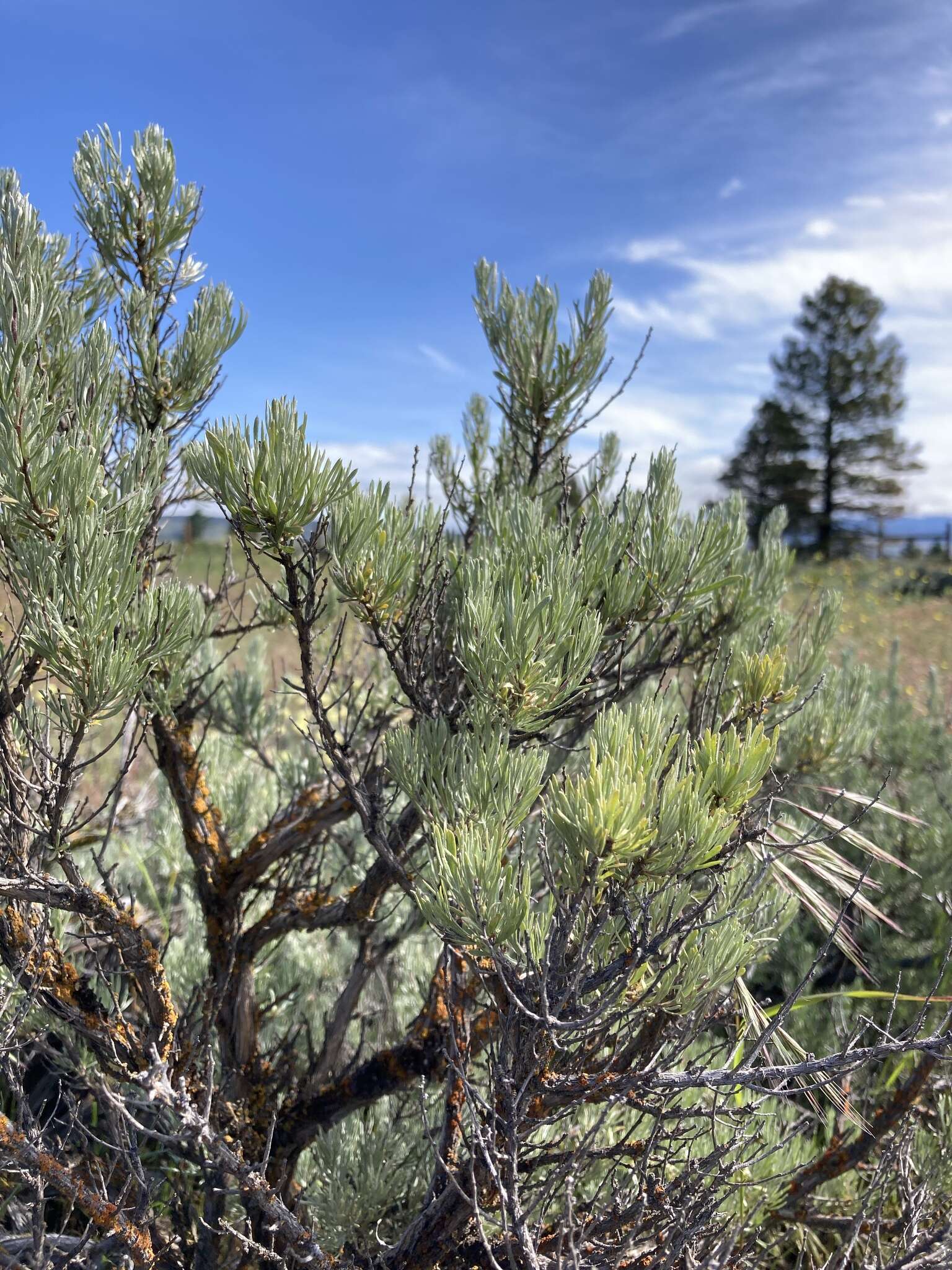 Sivun Artemisia rigida (Nutt.) A. Gray kuva