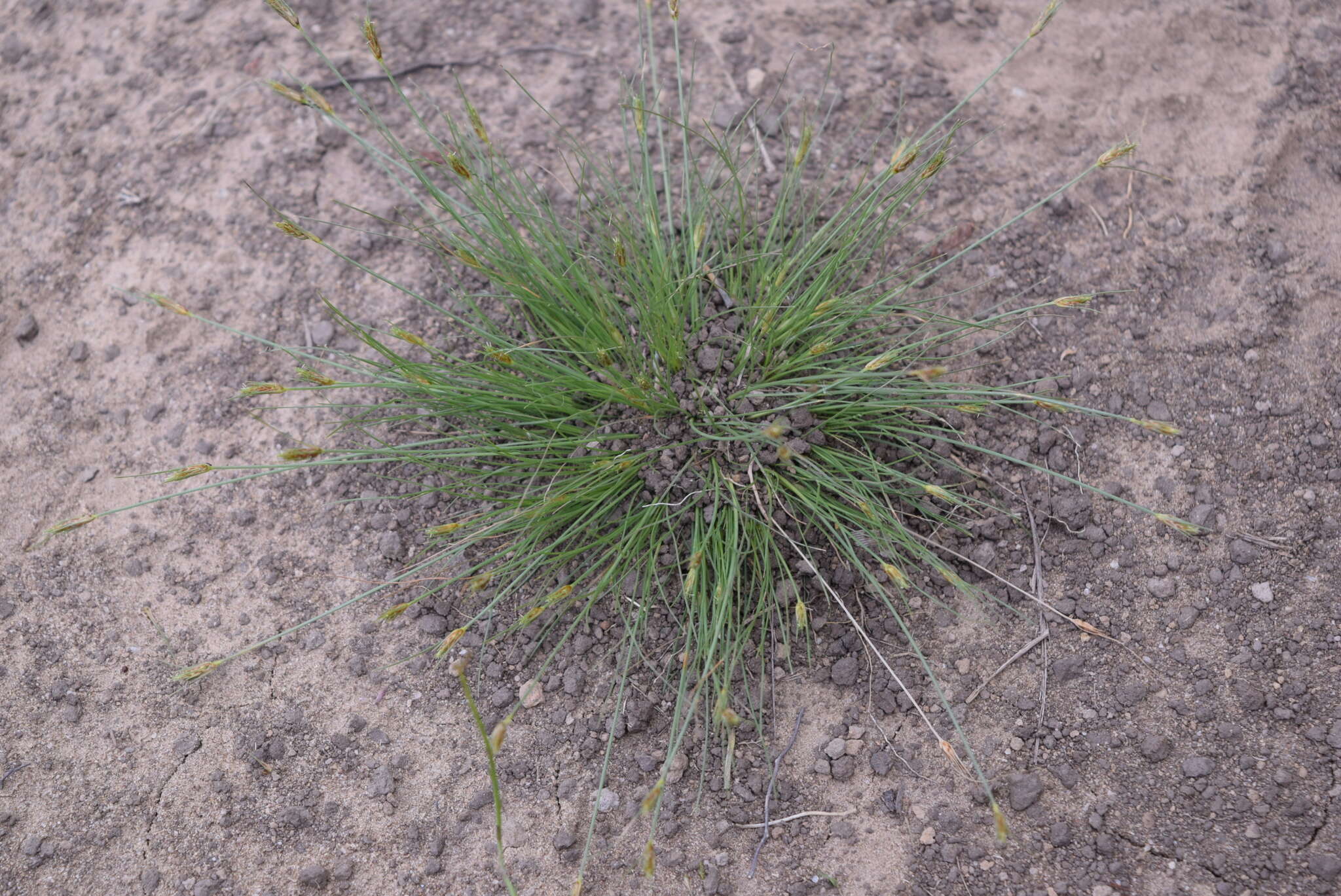 Image of Bulbostylis humilis (Kunth) C. B. Clarke