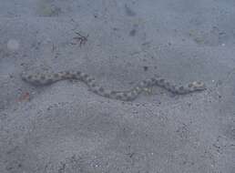 Image of Dark-spotted Snake Eel