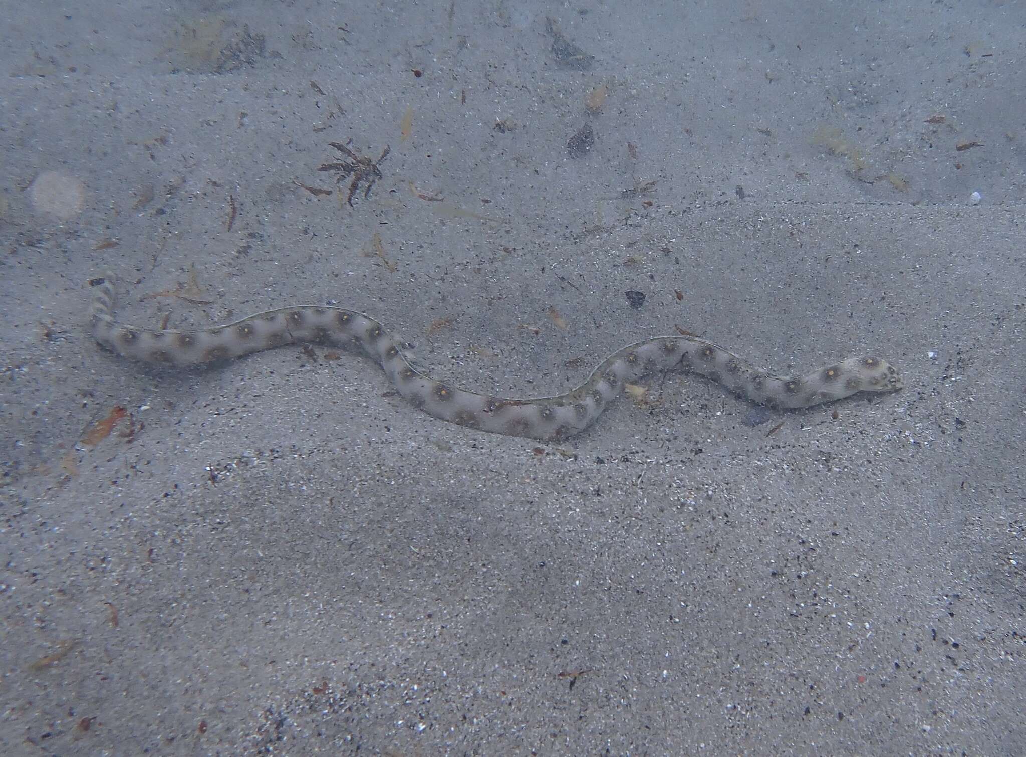 Image of Dark-spotted Snake Eel