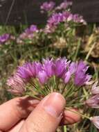 Allium unifolium Kellogg resmi