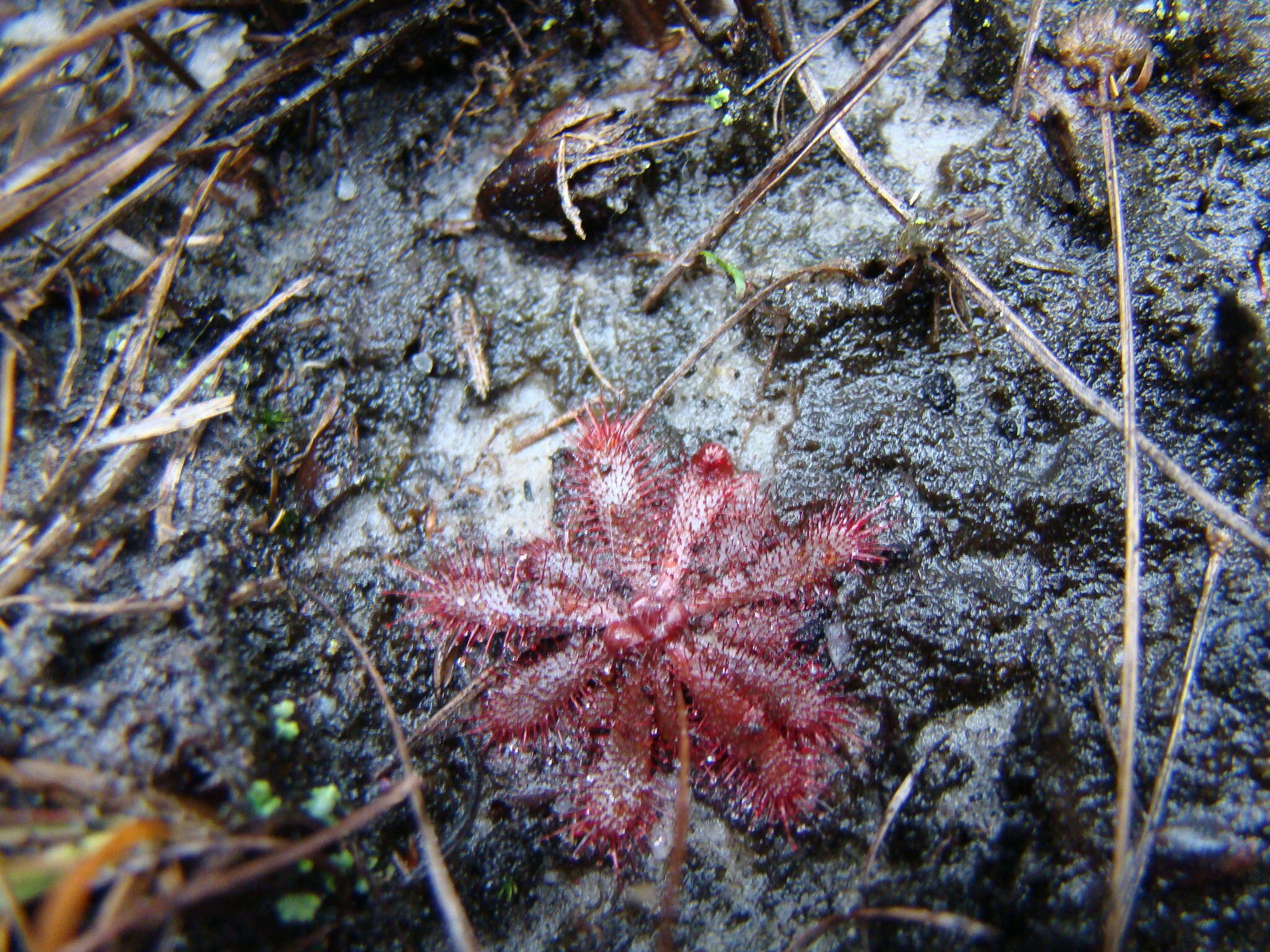 Image of Drosera montana St. Hil.