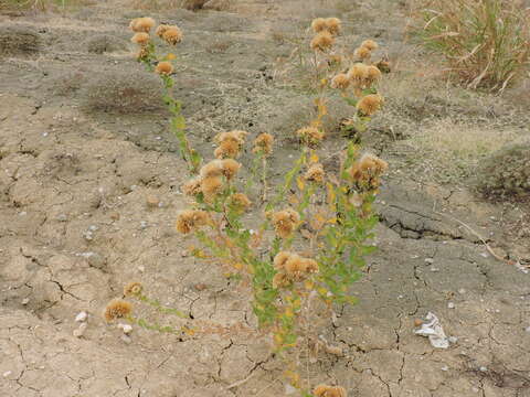 Sivun Grindelia ciliata (Nutt.) Spreng. kuva