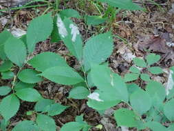 Image of Elm leafminer