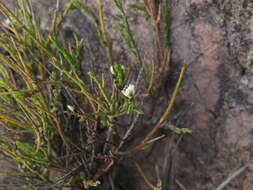 Image of Polygala spinescens Gill.