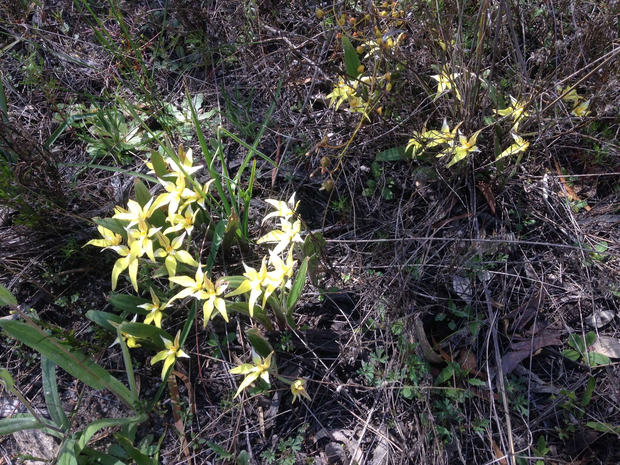 Image de Caladenia flava R. Br.