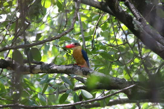 صورة Pelargopsis capensis floresiana Sharpe 1870