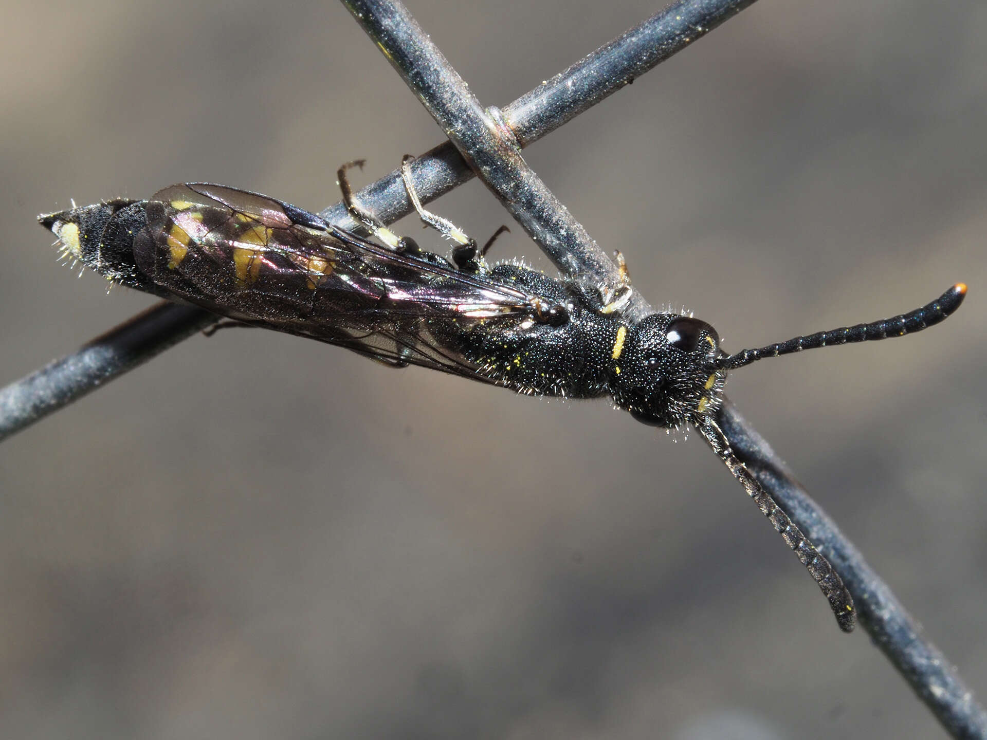 Image of Monosapyga clavicornis (Linnaeus 1758)