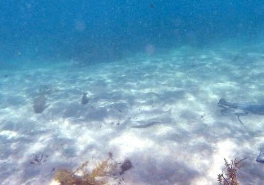 Image of Yellowfin whiting