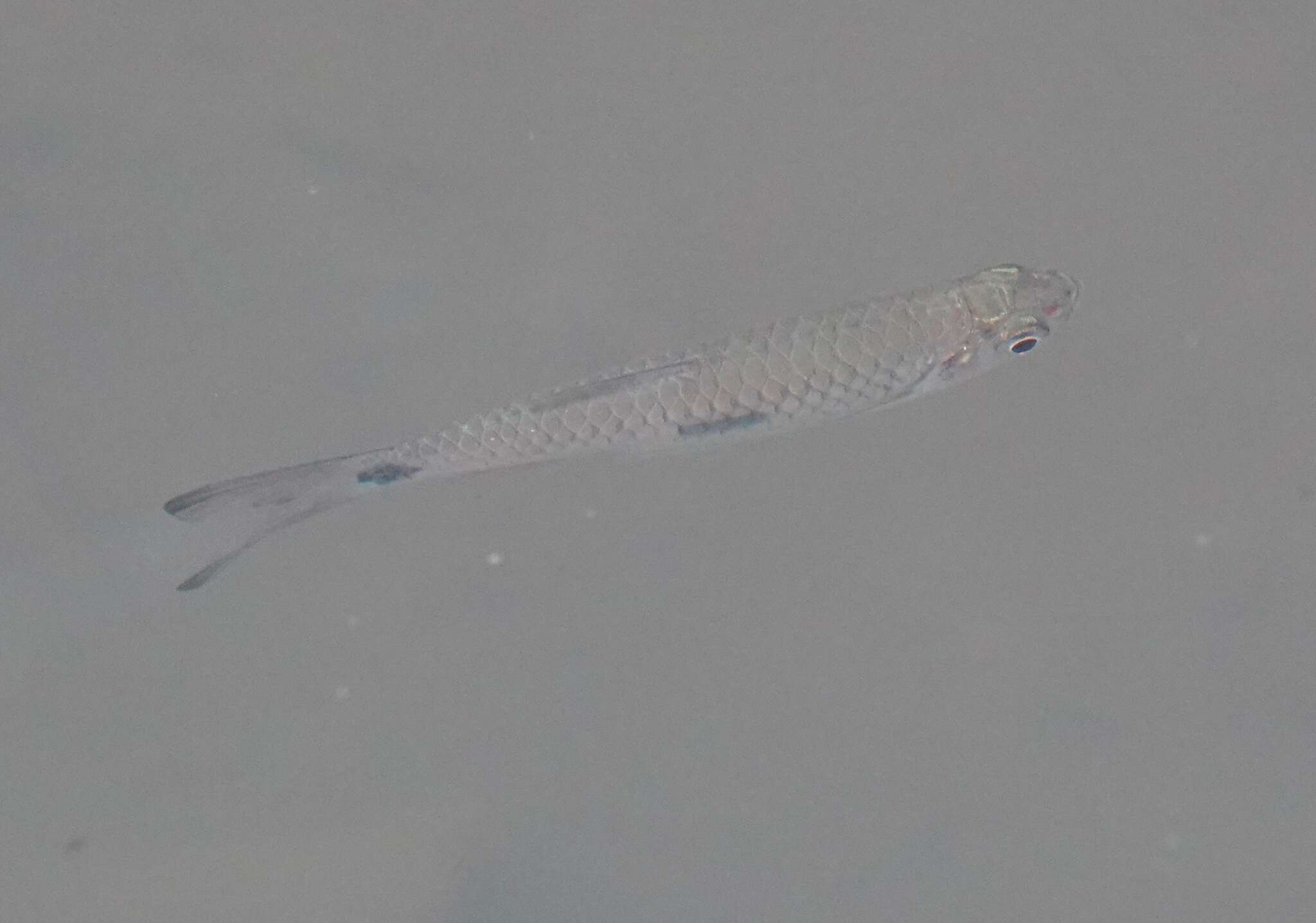 Image of Elegant rasbora