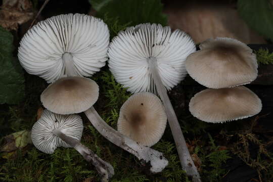 Image of Mycena niveipes (Murrill) Murrill 1916