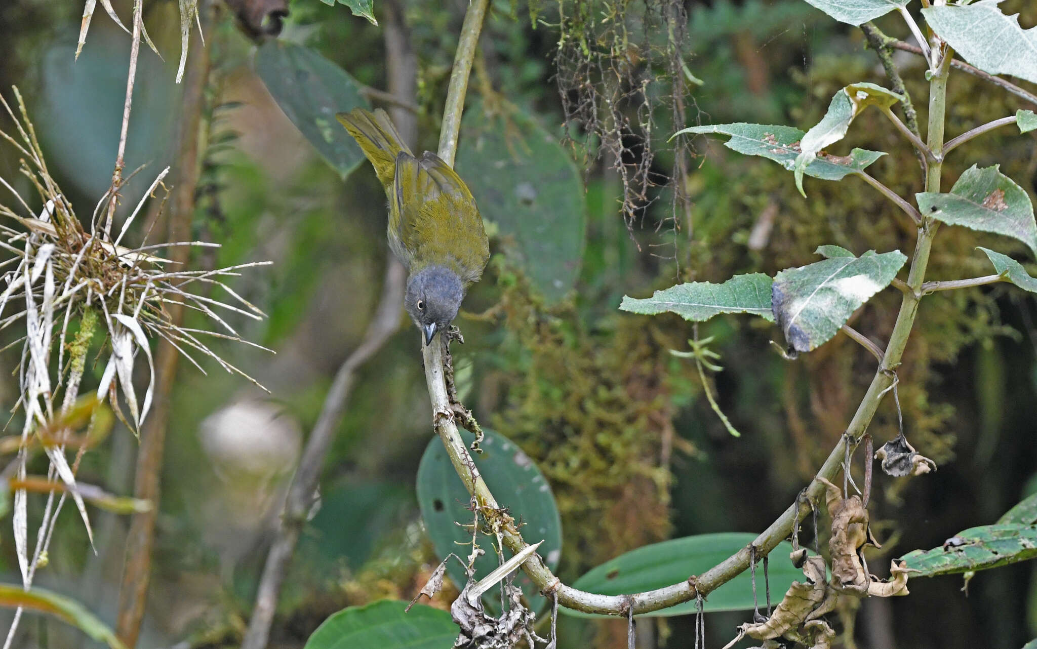 Image of Dusky Bush Tanager