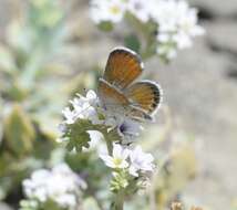 Image of Western pygmy blue