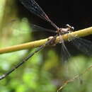 Image of Allolestes maclachlanii Selys 1869