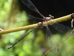 Image of Allolestes Selys 1869