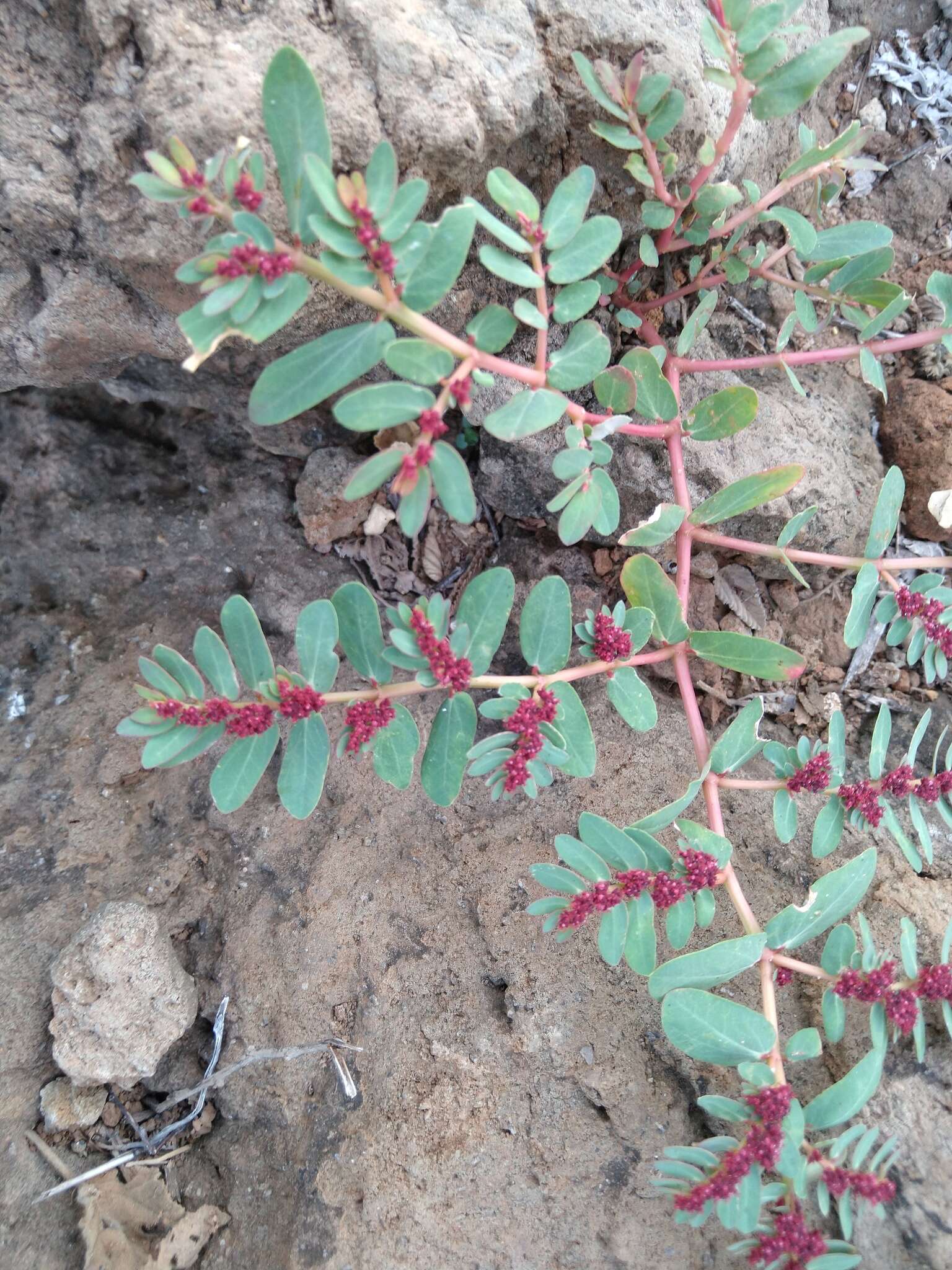 Слика од Euphorbia anthonyi Brandegee