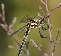 Image of Eusynthemis virgula (Selys 1874)