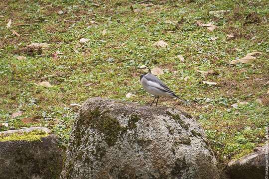 Image of Motacilla alba lugens Gloger 1829