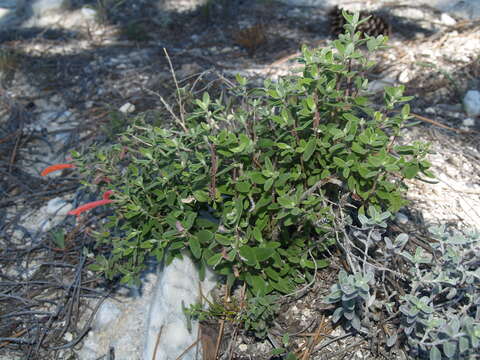 Image of Poliomintha longiflora A. Gray